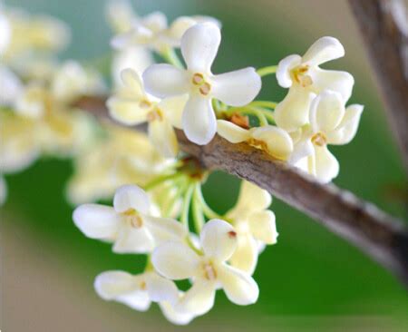 桂花什麼時候開|桂花什麼時候開？桂花開花季節什麼時候